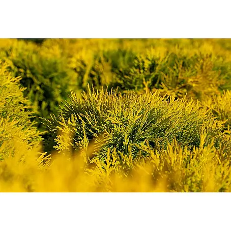 Pflanzen für dich  Lebensbaum 20-25 cm