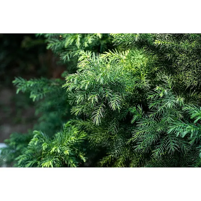 Pflanzen für dich Lebensbaum 20-25 cm - Cryptomeria japonica 'Vilmorin Gold', Aktuelle Wuchshöhe: 20 cm - 25 cm - Dichtes, lebhaft grünes Koniferenlaub mit feinen, nadelartigen Blättern.