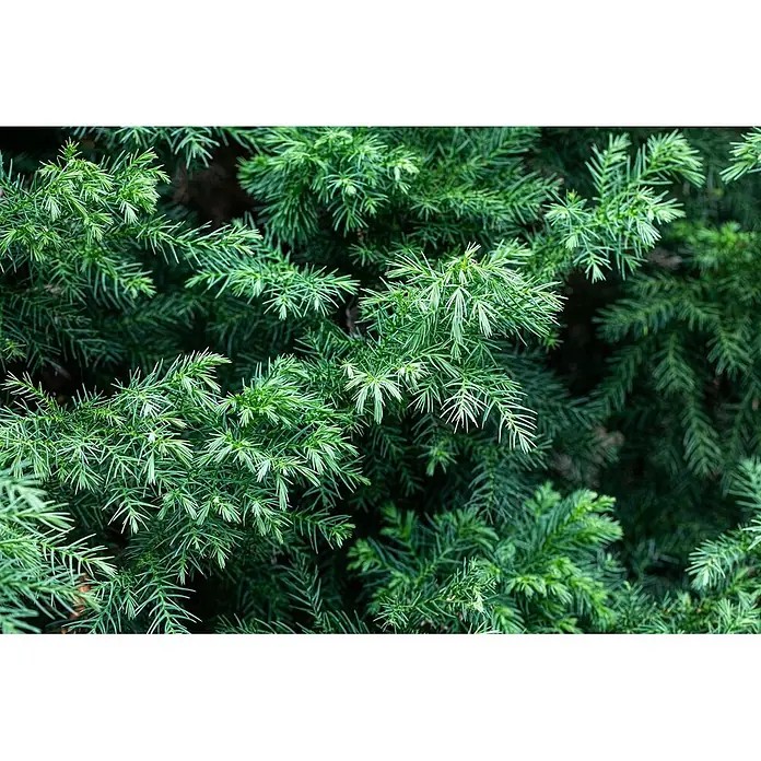 Pflanzen für dich Lebensbaum 20-25 cm - Cryptomeria japonica 'Vilmorin Gold', Aktuelle Wuchshöhe: 20 cm - 25 cm - Dichtes, leuchtend grünes Nadelgehölz mit nadelförmigen Blättern.