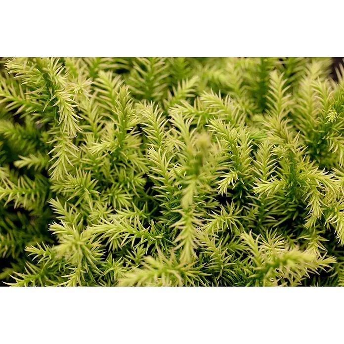 Pflanzen für dich Lebensbaum 20-25 cm - Cryptomeria japonica 'Vilmorin Gold', Aktuelle Wuchshöhe: 20 cm - 25 cm - Dichtes Bündel leuchtend grüner, spitzer Pflanzenblätter.