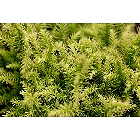 Pflanzen für dich  Lebensbaum 20-25 cm