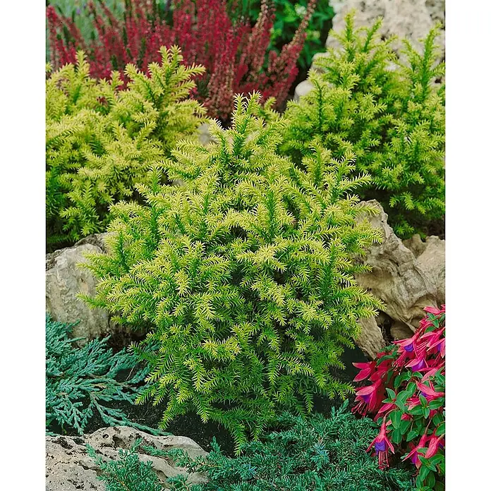 Pflanzen für dich Lebensbaum 20-25 cm - Cryptomeria japonica 'Vilmorin Gold', Aktuelle Wuchshöhe: 20 cm - 25 cm - Kompakter, leuchtend grüner Zwerg-Nadelbaum im Steingarten.