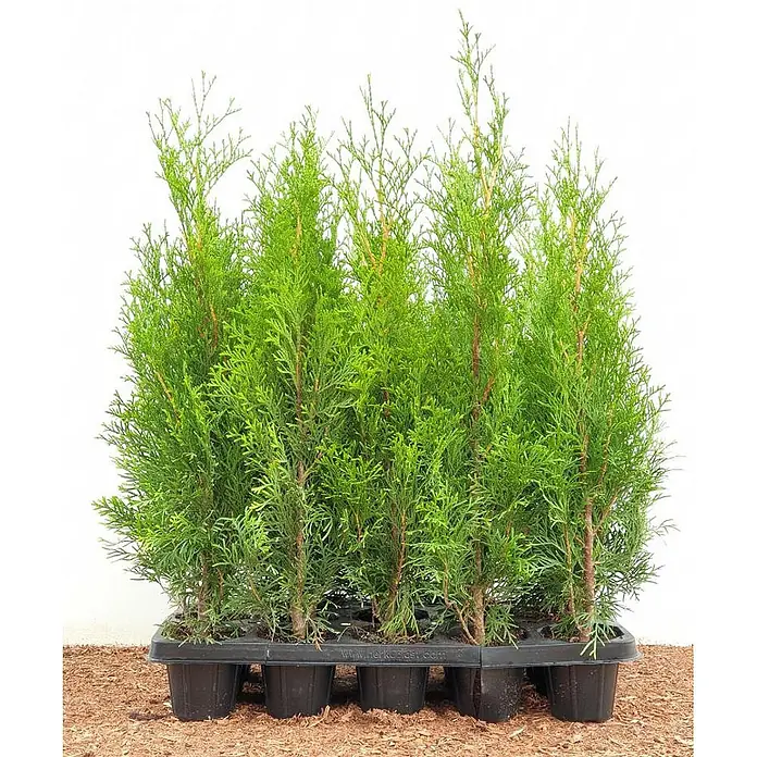 Pflanzen für dich Lebensbaum 30-40 cm - Thuja occidentalis 'Smaragd', Aktuelle Wuchshöhe: 30 cm - 40 cm - Junge grüne Nadelbäume in schwarzen Anzuchtschalen, bereit zum Pflanzen.