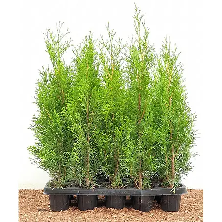 Pflanzen für dich  Lebensbaum 30-40 cm