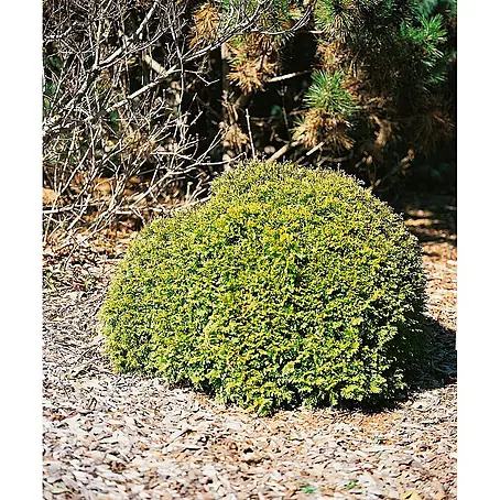 Pflanzen für dich  Lebensbaum 20-25 cm