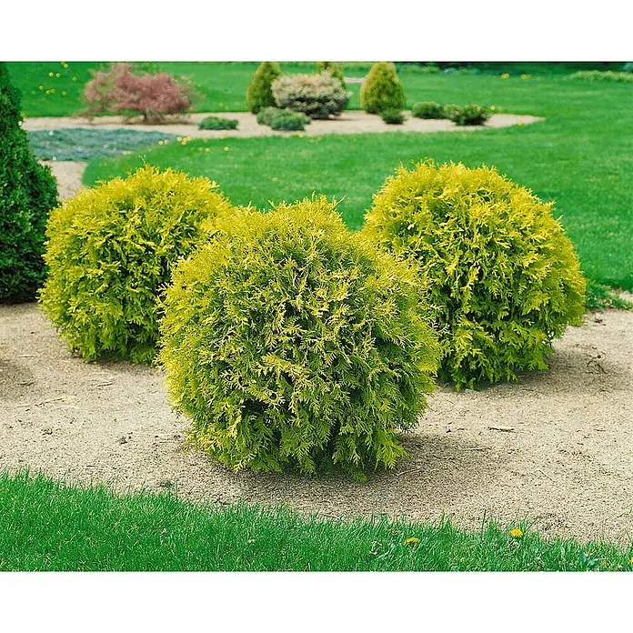 Pflanzen für dich Lebensbaum 20-25 cm - Thuja occidentalis 'Anniek', Aktuelle Wuchshöhe: 20 cm - 25 cm - Drei goldgrüne, runde immergrüne Sträucher in einem Kiesbeet gepflanzt.