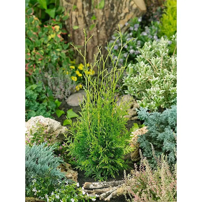 Pflanzen für dich Lebensbaum 60-100 cm - Thuja occidentalis 'Brabant', Aktuelle Wuchshöhe: 60 cm - 100 cm - Kompakte, leuchtend grüne Koniferenpflanze mit feinem Laub, eingebettet in ein vielfältiges Gartenbeet.