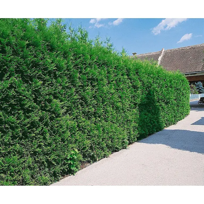 Pflanzen für dich Lebensbaum 60-100 cm - Thuja occidentalis 'Brabant', Aktuelle Wuchshöhe: 60 cm - 100 cm - Eine hohe, dichte grüne Hecke verläuft entlang eines gepflasterten Weges und dient als Sichtschutz für ein Grundstück.