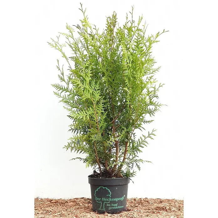 Pflanzen für dich Lebensbaum 60-100 cm - Thuja occidentalis 'Brabant', Aktuelle Wuchshöhe: 60 cm - 100 cm - Grüne Thuja-Pflanze in einem schwarzen Plastiktopf.