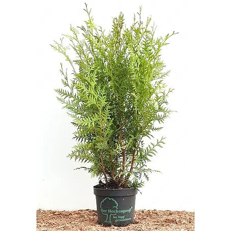 Pflanzen für dich  Lebensbaum 60-100 cm