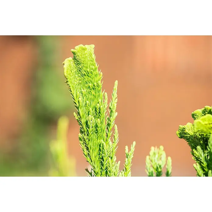 Pflanzen für dich Lebensbaum 25-30 cm - Cryptomeria japonica 'Cristata', Aktuelle Wuchshöhe: 25 cm - 30 cm - Leuchtend grünes Pflanzenlaub mit dichten, texturierten Blättern.