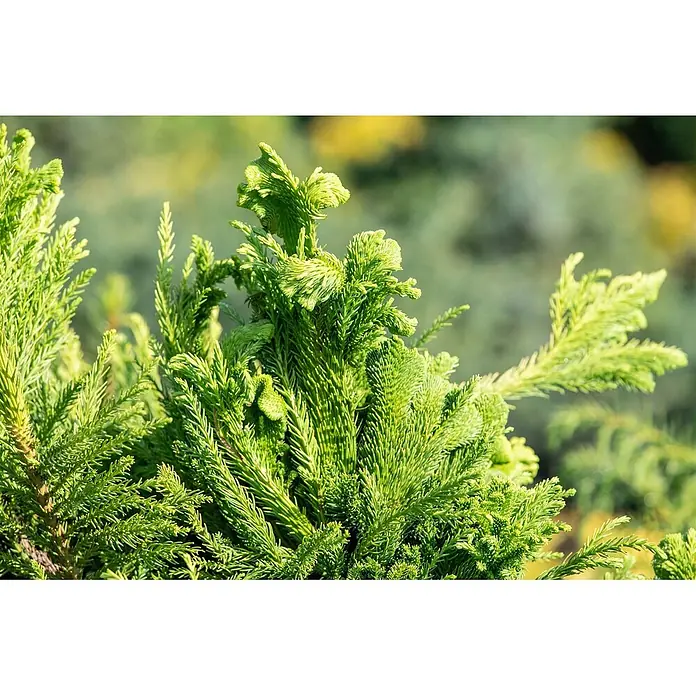 Pflanzen für dich Lebensbaum 25-30 cm - Cryptomeria japonica 'Cristata', Aktuelle Wuchshöhe: 25 cm - 30 cm - Nahaufnahme einer leuchtend grünen Pflanze mit dichtem, strukturiertem Laub und neuem Wachstum.