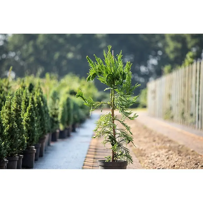 Pflanzen für dich Lebensbaum 25-30 cm - Cryptomeria japonica 'Cristata', Aktuelle Wuchshöhe: 25 cm - 30 cm - Eine junge, leuchtend grüne Konifere im schwarzen Topf, stehend in einer sonnigen Baumschule mit Reihen anderer immergrüner Pflanzen.