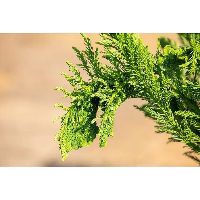Pflanzen für dich Lebensbaum 25-30 cm - Cryptomeria japonica 'Cristata', Aktuelle Wuchshöhe: 25 cm - 30 cm - Leuchtend grüner Koniferenzweig mit dichtem, federartigem Laub.
