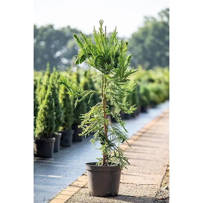 Pflanzen für dich Lebensbaum 25-30 cm - Cryptomeria japonica 'Cristata', Aktuelle Wuchshöhe: 25 cm - 30 cm - Junger grüner Nadelbaum im schwarzen Topf, auf einem Weg in einer Gärtnerei zwischen anderen Topfpflanzen.