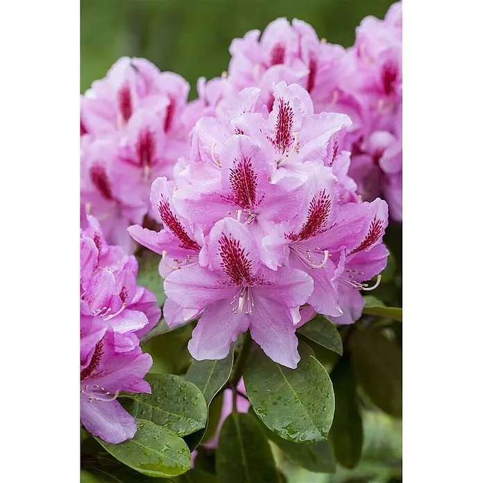 Pflanzen für dich Großblumiger Rhododendron 30-40 cm - Rhododendron 'Furnivall's Daughter', Rosa - Nahaufnahme leuchtend pinker Rhododendronblüten mit roten Sprenkeln und sichtbaren Staubblättern.
