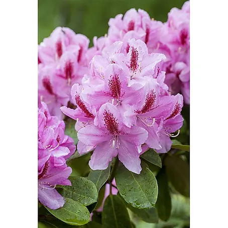 Pflanzen für dich  Großblumiger Rhododendron 30-40 cm
