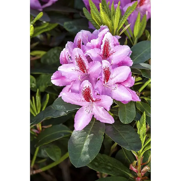 Pflanzen für dich Großblumiger Rhododendron 30-40 cm - Rhododendron 'Furnivall's Daughter', Rosa - Leuchtend rosa Blüten mit roten Sprenkeln zwischen grünen Blättern.