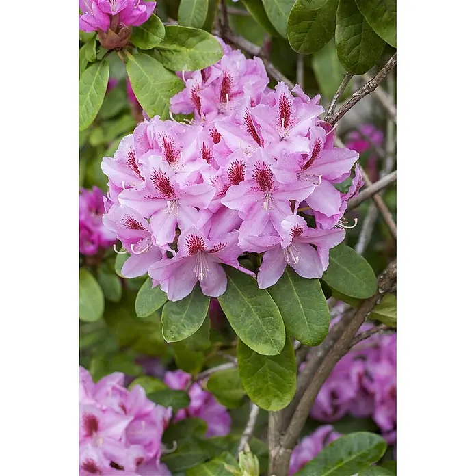 Pflanzen für dich Großblumiger Rhododendron 30-40 cm - Rhododendron 'Furnivall's Daughter', Rosa - Eine lebendige Gruppe rosa Rhododendronblüten mit markanten roten Flecken, eingebettet in dunkelgrüne Blätter.