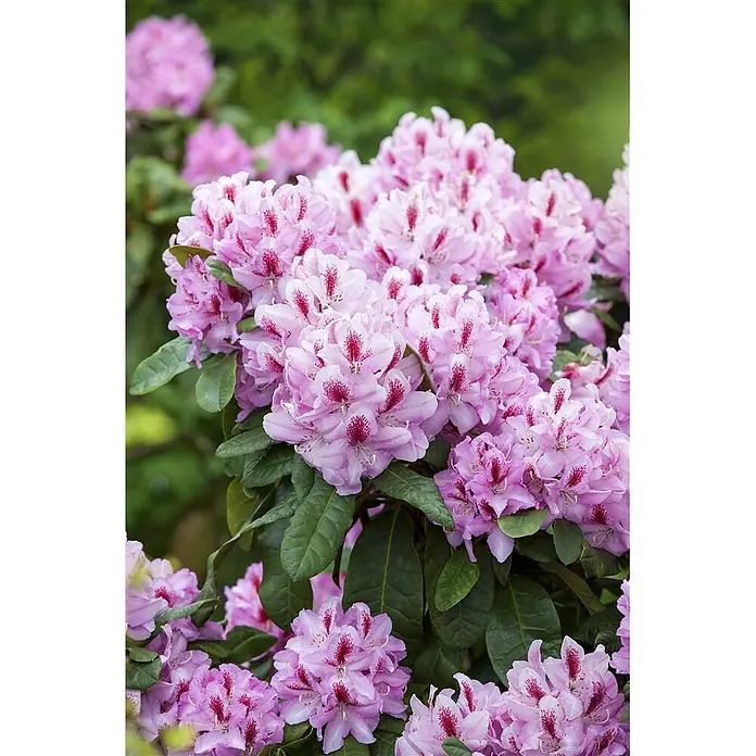Pflanzen für dich Großblumiger Rhododendron 30-40 cm - Rhododendron 'Furnivall's Daughter', Rosa - Gruppe leuchtend rosafarbener Rhododendronblüten mit dunkelroten Sprenkeln, umgeben von sattgrünen Blättern.