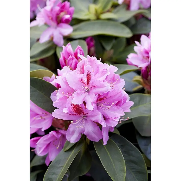 Pflanzen für dich Großblumiger Rhododendron 30-40 cm - Rhododendron 'Furnivall's Daughter', Rosa - Leuchtend pinke Rhododendronblüten mit rot gesprenkelten Blütenblättern und dunkelgrünen Blättern.