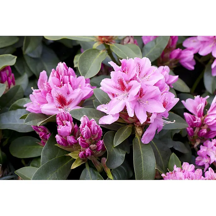 Pflanzen für dich Großblumiger Rhododendron 30-40 cm - Rhododendron 'Furnivall's Daughter', Rosa - Nahaufnahme leuchtend pinker Rhododendronblüten mit dunkelroten Flecken und dunkelgrünen Blättern.