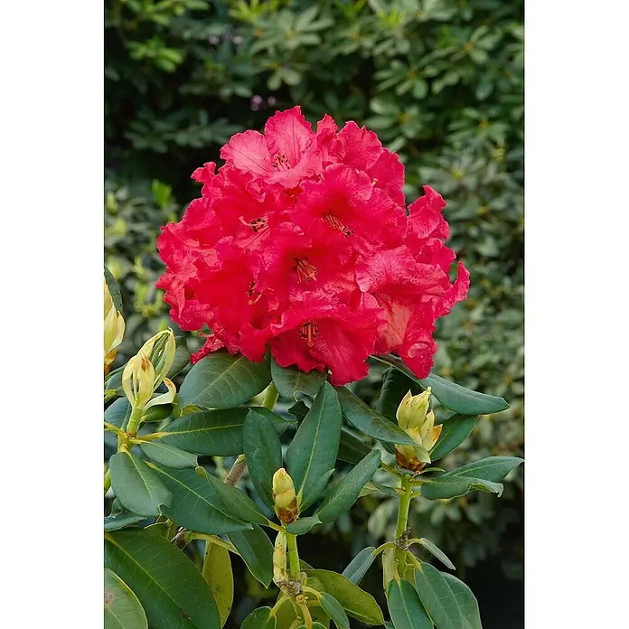 Pflanzen für dich Großblumiger Rhododendron 30-40 cm - Rhododendron 'Roter Korsar', Rot - Leuchtend rote Rhododendronblüten in voller Blüte mit grünen Blättern und Knospen.
