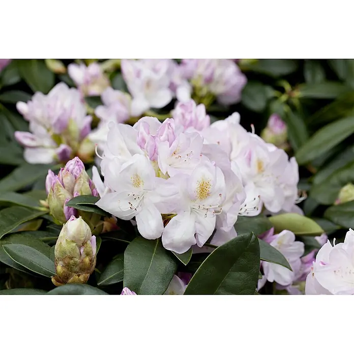 Pflanzen für dich Großblumiger Rhododendron 30-40 cm - Rhododendron 'Gomer Waterer', Weiß - Hellrosa und weiße Rhododendronblüten mit grünen Blättern und Knospen.