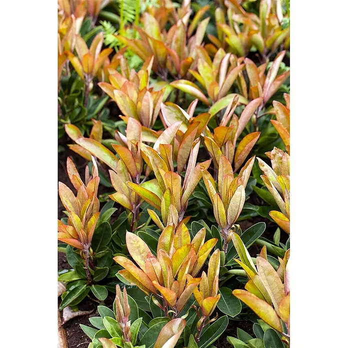 Pflanzen für dich Großblumiger Rhododendron 30-40 cm - Rhododendron 'Roter Korsar', Rot - Junge Pflanzen mit markanten grün-kupferorangen Blättern, die eine farbenfrohe Bodendecke bilden.