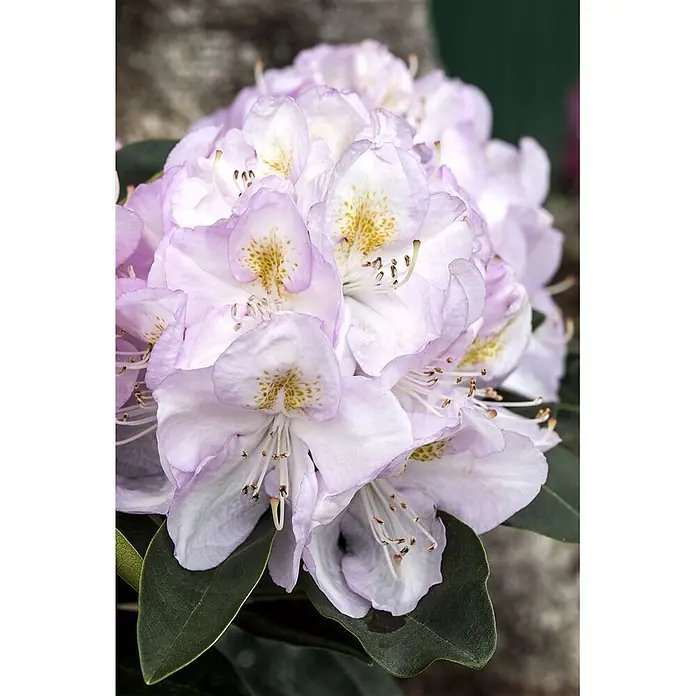 Pflanzen für dich Großblumiger Rhododendron 30-40 cm - Rhododendron 'Gomer Waterer', Weiß - Ein Blütenbüschel aus hellvioletten und weißen Blumen mit gelben Sprenkeln und dunkelgrünen Blättern.