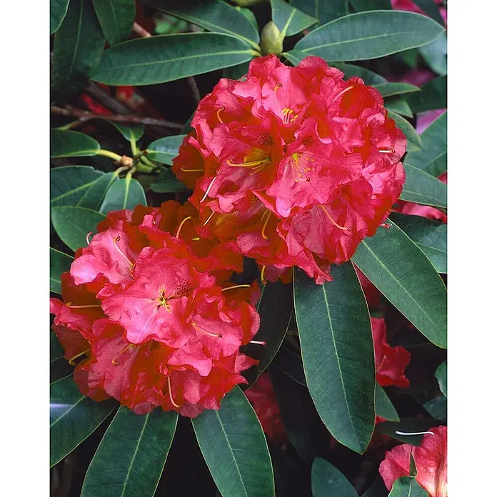 Pflanzen für dich Großblumiger Rhododendron 30-40 cm - Rhododendron 'Roter Korsar', Rot - Lebhaft rote Rhododendronblüten inmitten dunkelgrüner Blätter.