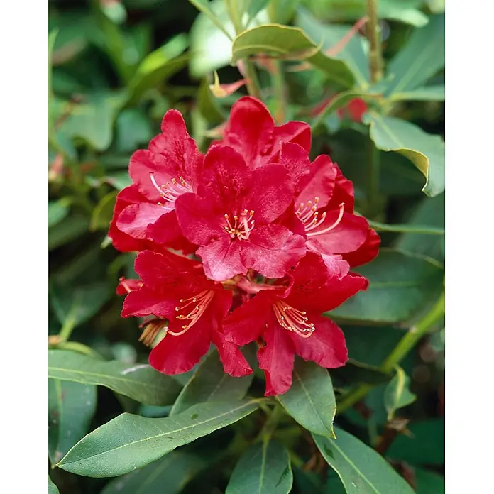 Pflanzen für dich Großblumiger Rhododendron 30-40 cm - Rhododendron 'Roter Korsar', Rot - Lebhaft rote Rhododendronblüten in einer Dolde mit markanten Staubblättern an einer Pflanze mit grünen Blättern.