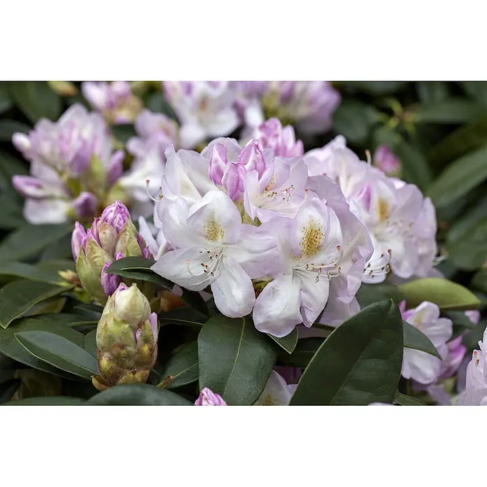 Pflanzen für dich Großblumiger Rhododendron 30-40 cm - Rhododendron 'Gomer Waterer', Weiß - Hellviolette und weiße Rhododendronblüten mit gesprenkelten Zentren, umgeben von grünen Blättern und geschlossenen Knospen.