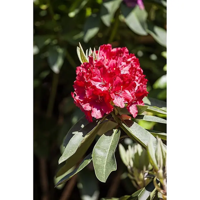 Pflanzen für dich Großblumiger Rhododendron 30-40 cm - Rhododendron 'Roter Korsar', Rot - Lebhaft roter Rhododendron-Blütenbüschel mit sichtbaren Staubgefäßen, eingebettet in breite grüne Blätter.