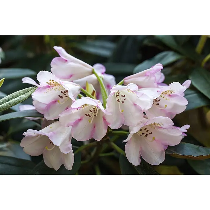 Pflanzen für dich Großblumiger Rhododendron 30-40 cm - Rhododendron 'Gomer Waterer', Weiß - Büschel weißer, glockenförmiger Blüten mit rosa Rändern und gesprenkelten Zentren, blühend zwischen grünen Blättern.