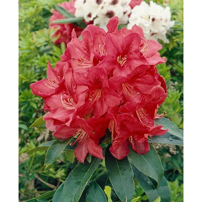 Pflanzen für dich Großblumiger Rhododendron 30-40 cm - Rhododendron 'Roter Korsar', Rot - Bündel leuchtend roter Rhododendronblüten mit auffälligen gelben Staubblättern und dunkelgrünen Blättern.