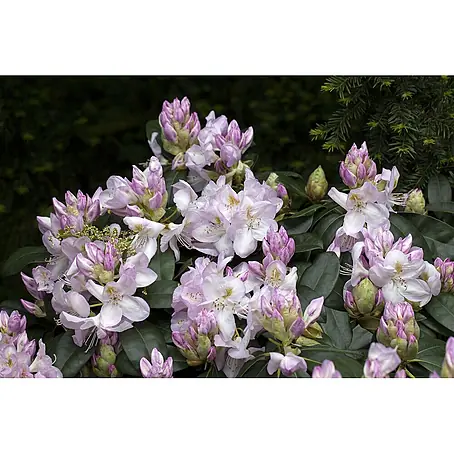 Pflanzen für dich  Großblumiger Rhododendron 30-40 cm