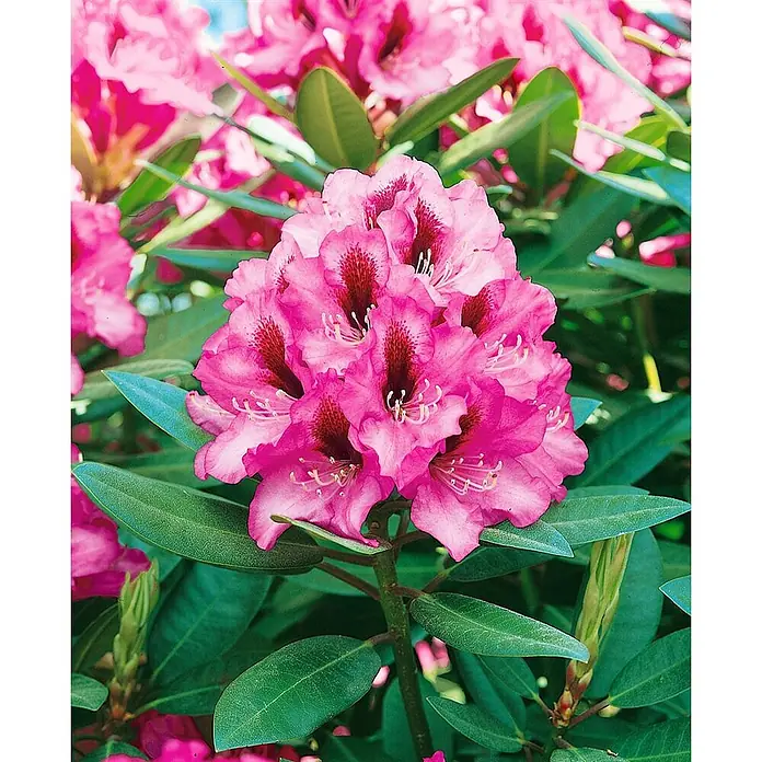 Pflanzen für dich Großblumiger Rhododendron 30-40 cm - Rhododendron 'Kokardia', Mehrfarbig - Leuchtend pinker Rhododendron-Blütenball mit dunkelroten Zeichnungen, umgeben von grünen Blättern.