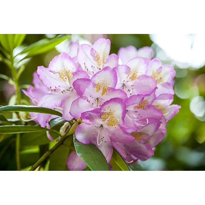 Pflanzen für dich Großblumiger Rhododendron 30-40 cm - Rhododendron 'Gomer Waterer', Weiß - Ein Blütencluster von rosa-weißen Rhododendren mit gelben Sprenkeln, umgeben von grünen Blättern.