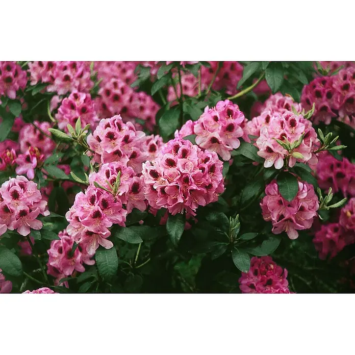 Pflanzen für dich Großblumiger Rhododendron 30-40 cm - Rhododendron 'Kokardia', Mehrfarbig - Lebhaft rosa Rhododendronblüten mit dunklen Zentren und grünem Laub, dicht blühend in einem Strauch.
