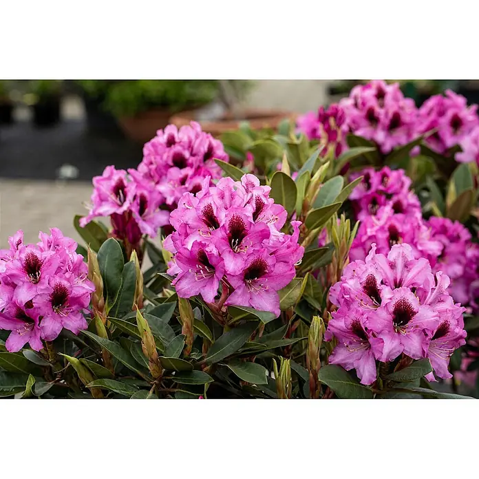 Pflanzen für dich Großblumiger Rhododendron 30-40 cm - Rhododendron 'Kokardia', Mehrfarbig - Nahaufnahme von leuchtend rosa Rhododendronblüten mit dunkelroten Zentren an einer üppig grünen Pflanze.