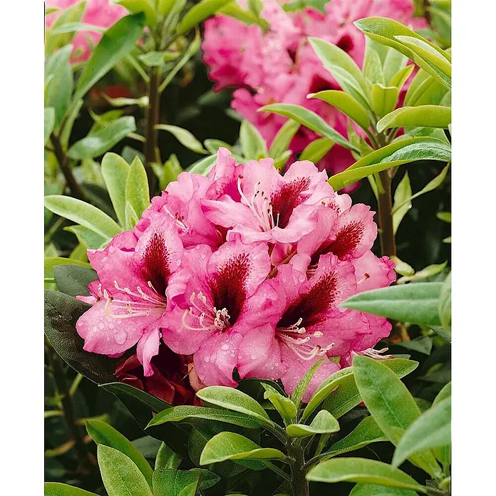 Pflanzen für dich Großblumiger Rhododendron 30-40 cm - Rhododendron 'Kokardia', Mehrfarbig - Nahaufnahme leuchtend rosafarbener Rhododendronblüten mit dunkelroten Flecken und Wassertropfen.