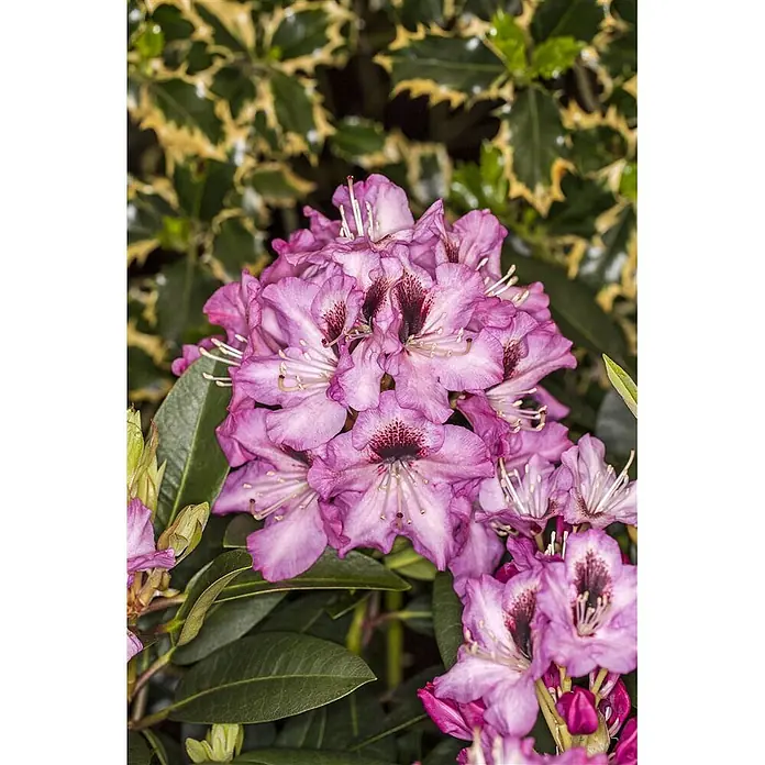 Pflanzen für dich Großblumiger Rhododendron 30-40 cm - Rhododendron 'Kokardia', Mehrfarbig - Eine lebendige Gruppe pink-violetter Blüten mit dunklen, gesprenkelten Zentren, die an einer Pflanze blühen.