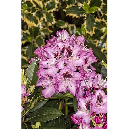 Pflanzen für dich  Großblumiger Rhododendron 30-40 cm