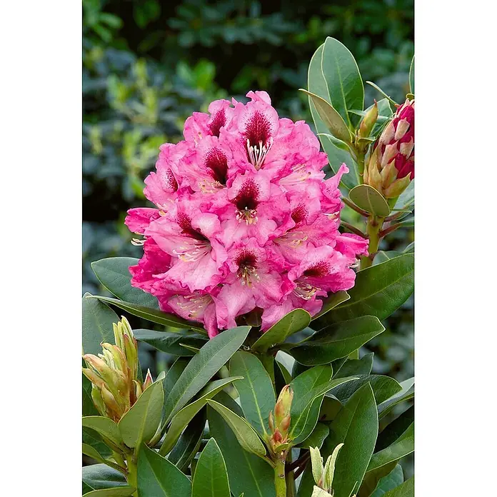 Pflanzen für dich Großblumiger Rhododendron 30-40 cm - Rhododendron 'Kokardia', Mehrfarbig - Leuchtend rosa Rhododendronblüten mit dunklen Zentren, umgeben von grünen Blättern und Knospen, blühend im Garten.