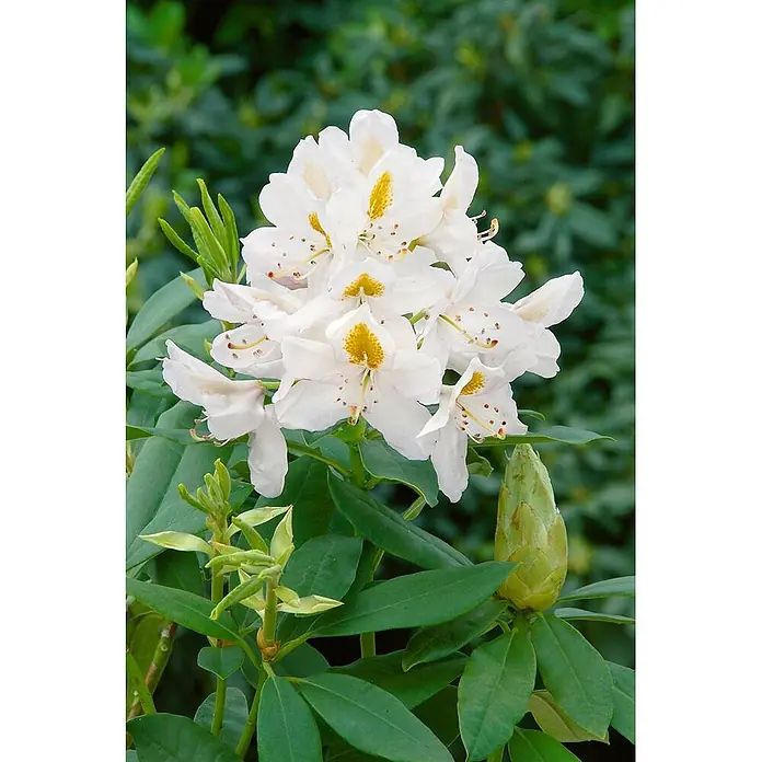 Pflanzen für dich Großblumiger Rhododendron 40-50 cm - Rhododendron 'Madame Masson', Weiß - Weiße Blüten mit gelb-orangen Flecken und grünem Laub, dazu eine ungeöffnete Knospe.