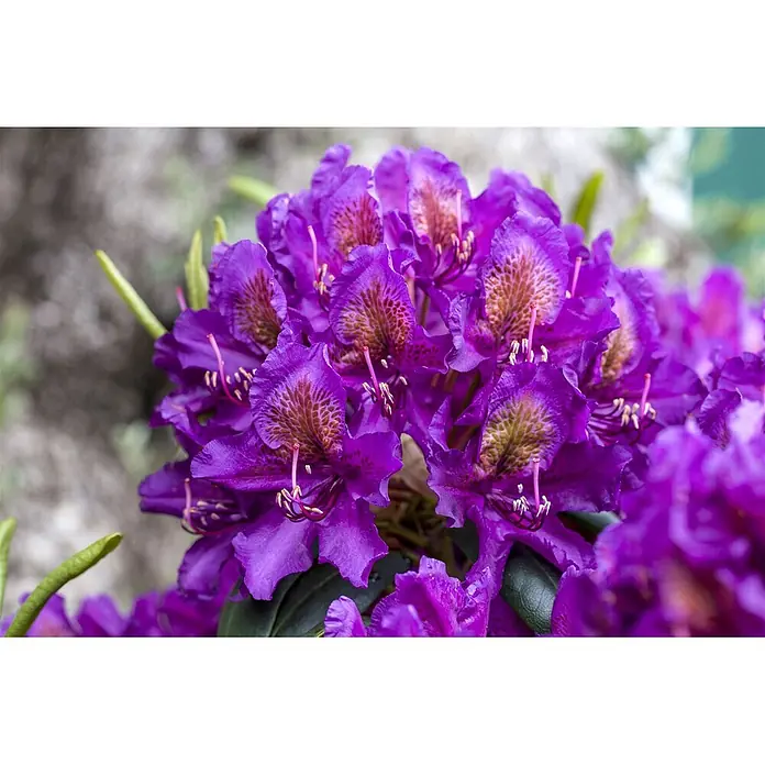 Pflanzen für dich Großblumiger Rhododendron 30-40 cm - Rhododendron 'Marcel Menard', Violett - Nahaufnahme leuchtend violetter Rhododendronblüten mit gesprenkelter Mitte, dicht beieinander.