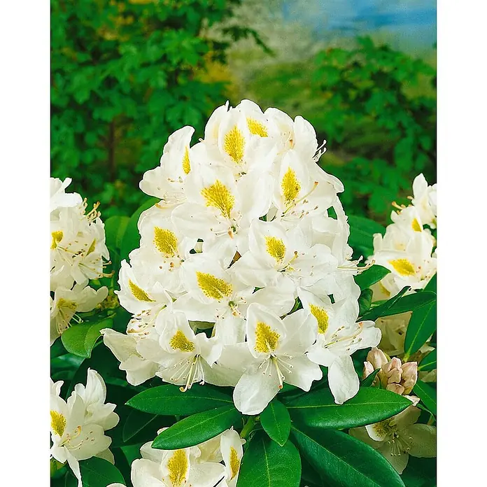 Pflanzen für dich Großblumiger Rhododendron 40-50 cm - Rhododendron 'Madame Masson', Weiß - Grosse weisse Rhododendronblüten mit leuchtend gelben Flecken.