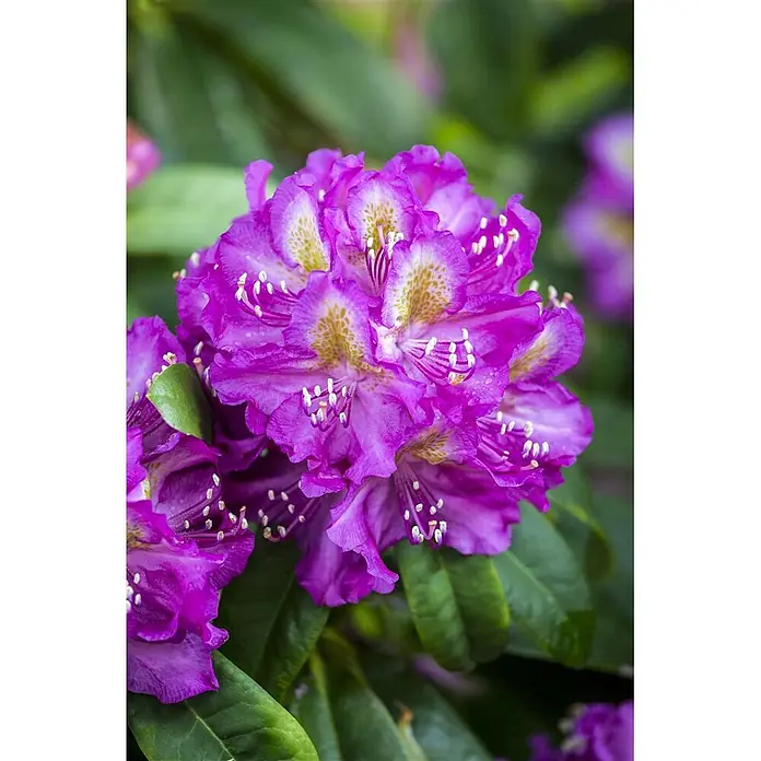 Pflanzen für dich Großblumiger Rhododendron 30-40 cm - Rhododendron 'Marcel Menard', Violett - Nahaufnahme leuchtend violetter Rhododendronblüten mit gelb gesprenkelten Zentren und weißen Staubblättern.