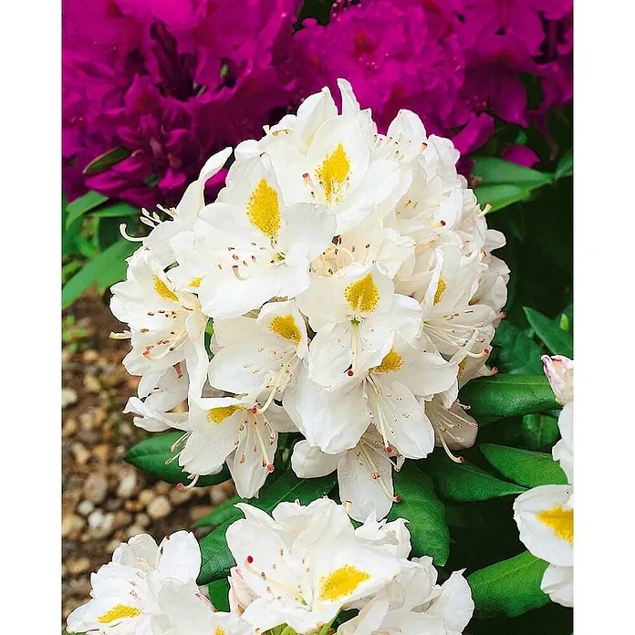 Pflanzen für dich Großblumiger Rhododendron 40-50 cm - Rhododendron 'Madame Masson', Weiß - Weiße Rhododendronblüten mit leuchtend gelben Zentren, umgeben von grünen Blättern.